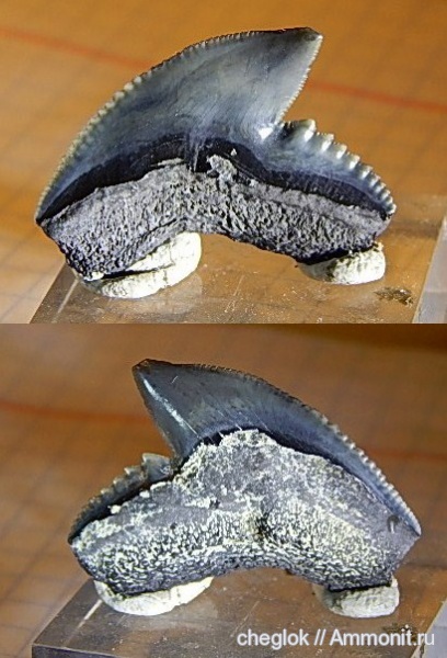США, зубы акул, плиоцен, Galeocerdo cuvier, Северная Каролина, shark teeth