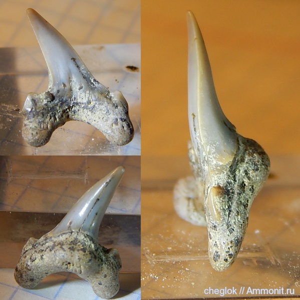 мел, зубы акул, Archaeolamna, Варавино, Cretaceous, shark teeth