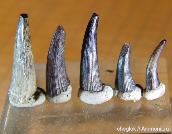 девон, Holoptychius, зубы рыб, Курская область, fish teeth