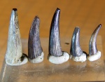 девонские зубы