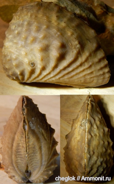 юра, Португалия, двустворчатые моллюски, Myophorella, Myophorella lusitanica, Torres Vedras