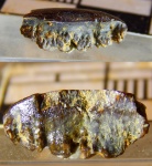 Polyrhizodus из Гжели