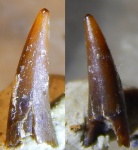зуб костной рыбы  Strepsodus Заборье