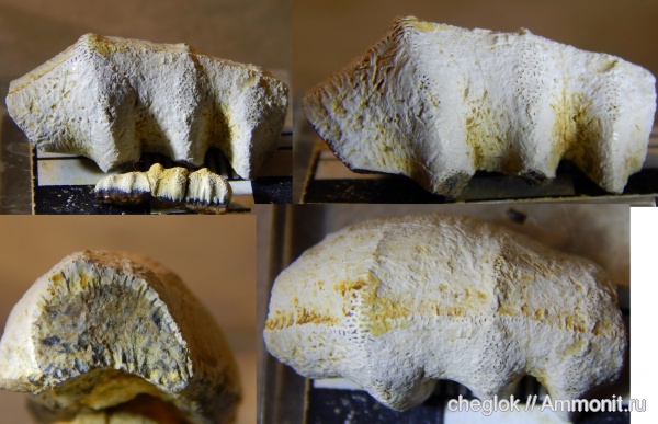 карбон, Гжель, зубы рыб, Eugeneodontiformes, Campodus, fish teeth