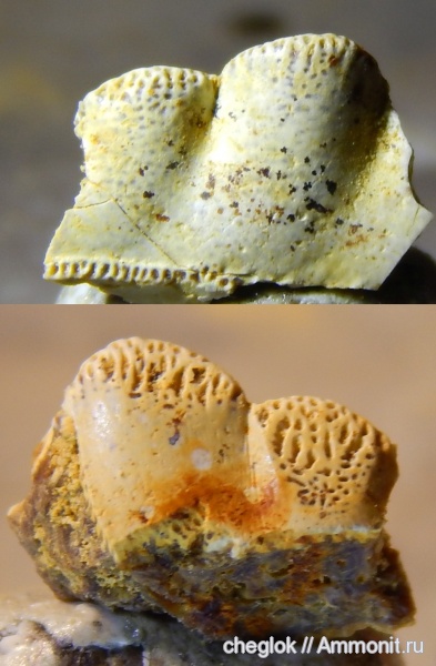 карбон, позвоночные, Русавкино, зубы рыб, Eugeneodontiformes
