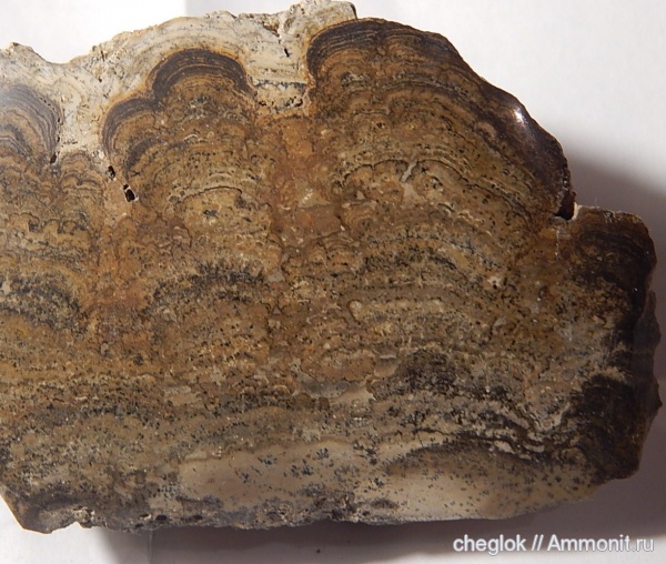 строматолиты, миоцен, Крым, Chlorellopsis coloniata