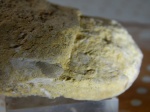 фрагмент зуба дельтодуса на плитке