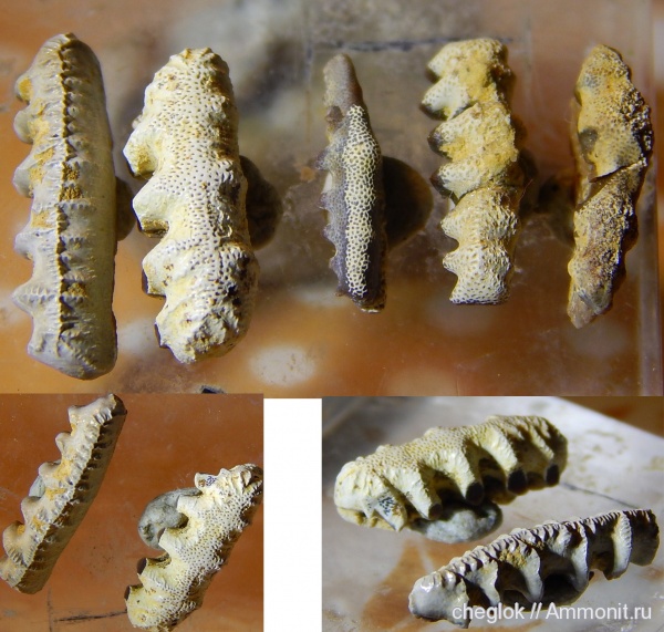 карбон, Гжель, Русавкино, зубы рыб, Eugeneodontiformes, Campodus