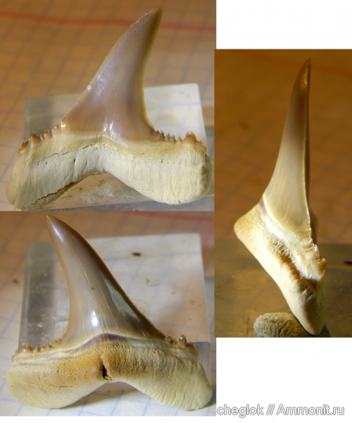 Казахстан, зубы акул, Мангышлак, Mennerotodus