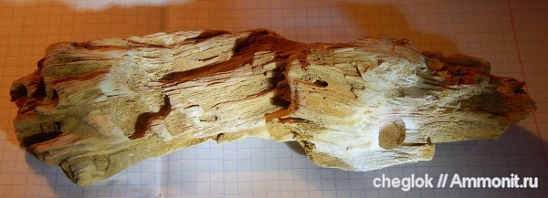 палеоген, окаменевшее дерево, Саратовская область