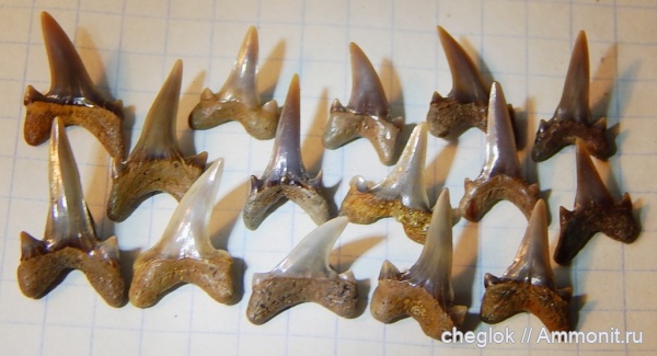 мел, сеноман, зубы акул, Пудовкино, Lamniformes