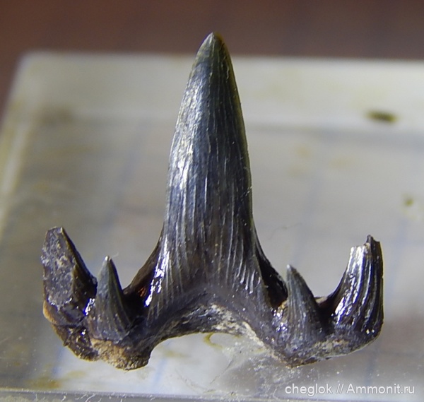 Гжель, верхний карбон, Glikmanius, зубы акул