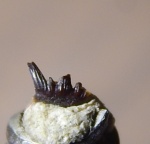 фрагмент зуба из Кривоборья