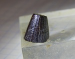 фрагмент зуба плиозавра из Пудовкино
