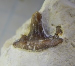 гликманиус из Аксиньино