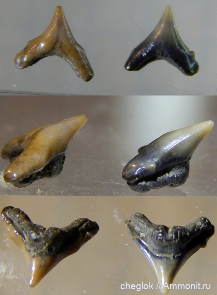 мел, сеноман, зубы акул, Пудовкино, Protoscyliorhinus
