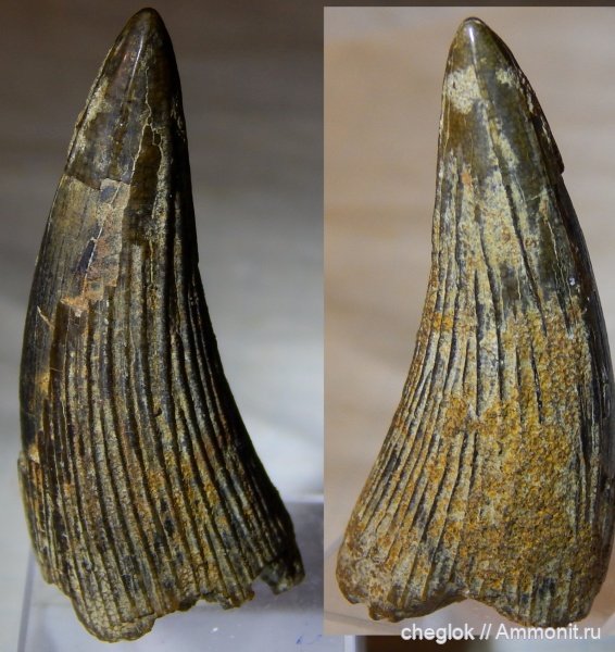 мел, сеноман, Владимирская область, зубы рептилий, Polyptychodon, Муром