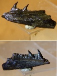 фрагмент челюсти рыбы