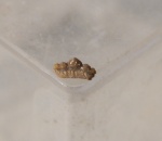 зубик из карбона волгоградского