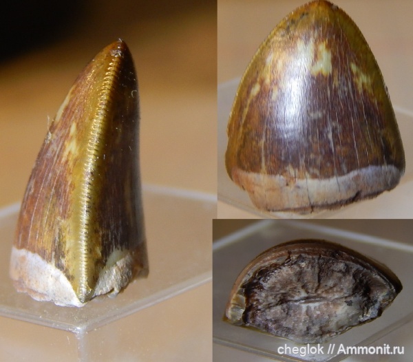 рептилии, триас, США, Chinle Formation, зубы рептилий, Phytosauria, фитозавр, архозавроморфы