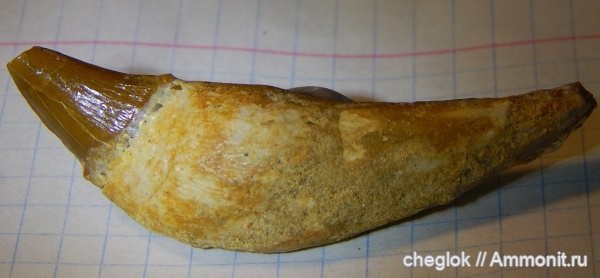 эоцен, Марокко, китообразные, протоцетиды