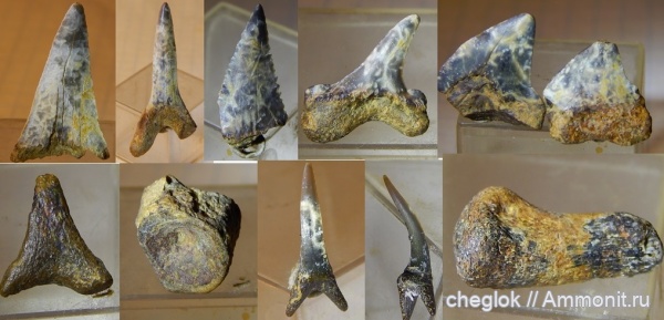 мел, палеоген, позвоночные, Узбекистан, зубы акул, позвонки, Джаракудук