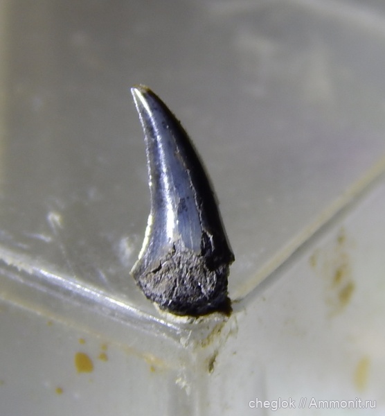 юра, рыбы, акулы, волжский ярус, Мневники, Sphenodus, зубы акул