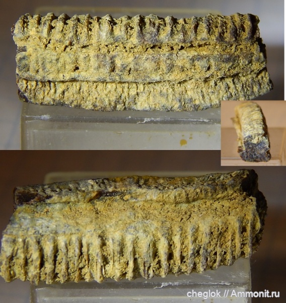 палеоген, скаты, Узбекистан, зубы рыб, Джаракудук