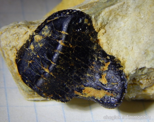 карбон, позвоночные, Polyrhizodus, средний карбон, Пирочи, зубы рыб