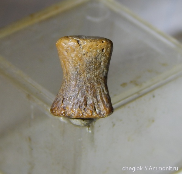 мел, водные рептилии, позвоночные, Саратов, сеноман, Александровка, фаланги