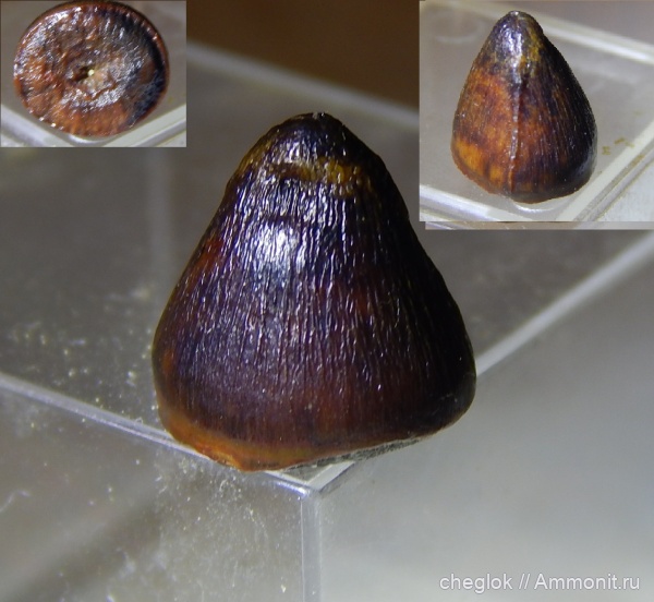 мел, крокодилы, морские рептилии, Узбекистан, зубы рептилий, Джарамук