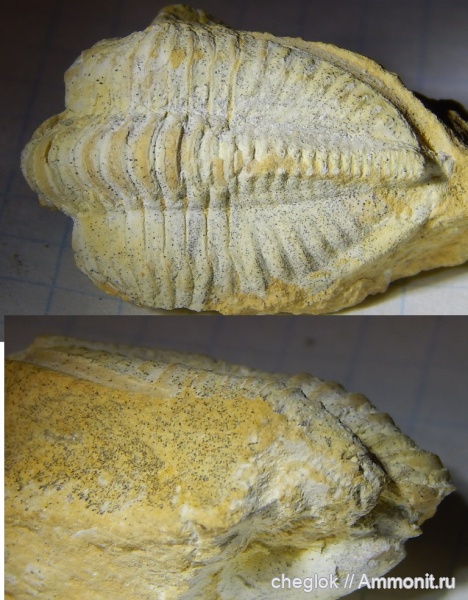 трилобиты, карбон, гжельский ярус, Русавкино, Ditomopyge