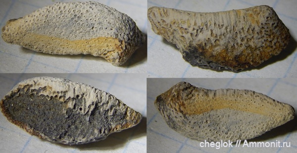 юра, волжский ярус, химеры, Капотня, зубы рыб