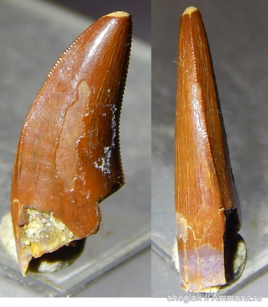 рептилии, динозавры, мел, Узбекистан, зубы рептилий, дромеозавриды, Джарамук