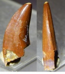 дромеозаврид из Джарамука