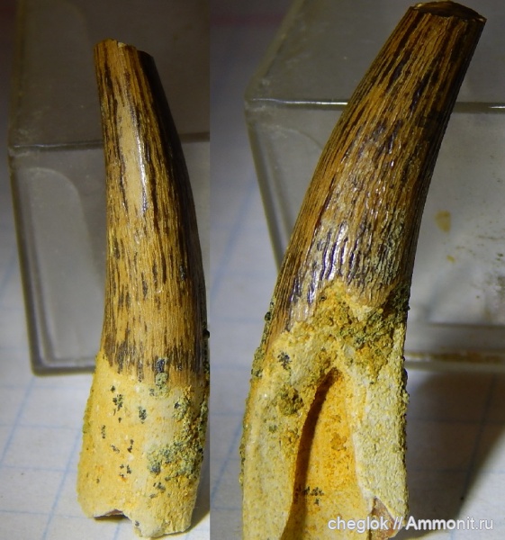 мел, плезиозавры, Саратовская область, кампан, зубы рептилий