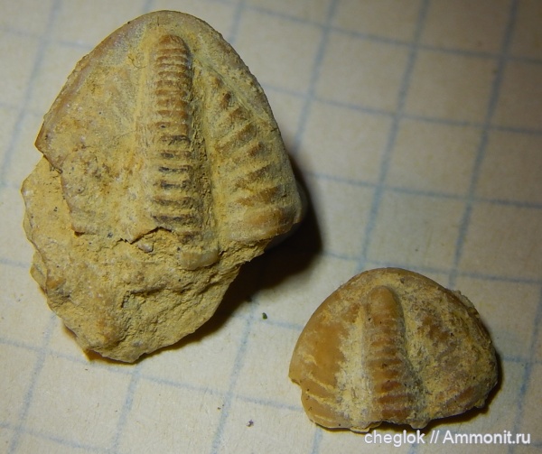 трилобиты, карбон, Гжель, верхний карбон, пигидии