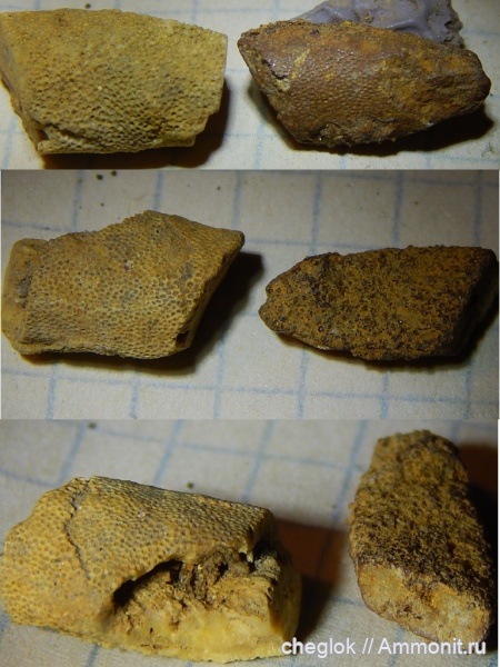 юра, Гжель, келловей, беспозвоночные