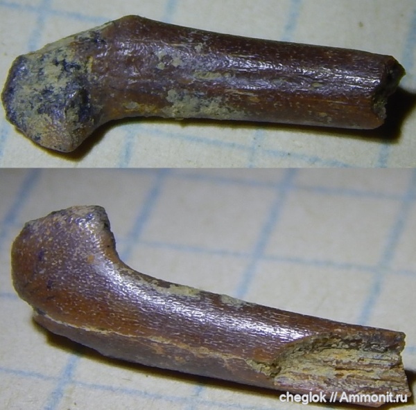 позвоночные, нижний карбон, кости, Зудна