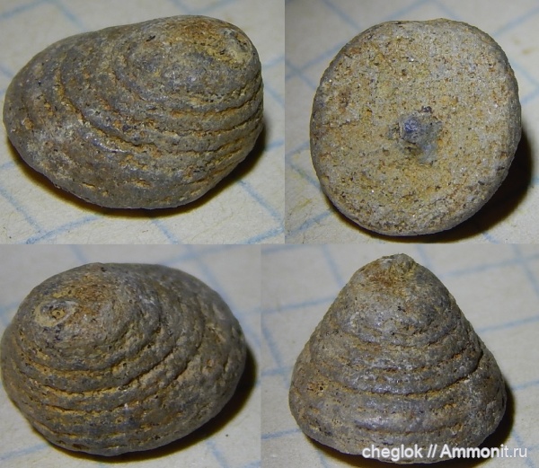 мел, сеноман, Варавино