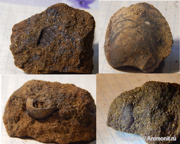 моллюски, мел, Москва, готерив