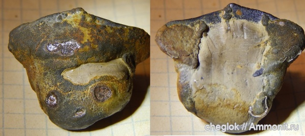 карбон, рыбы, позвоночные, нижний карбон, Petalodus, зубы рыб, Борщевский карьер