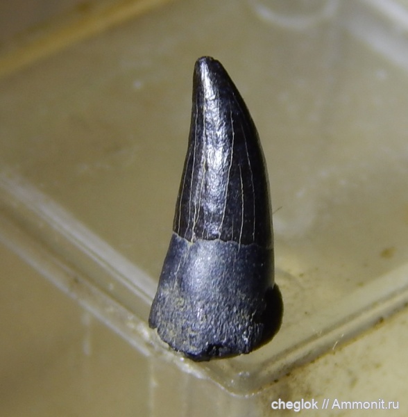 юра, ихтиозавры, волжский ярус, Капотня, зубы рептилий