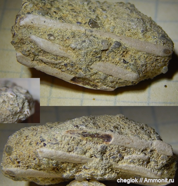 мел, позвоночные, сеноман, кости, Варавино