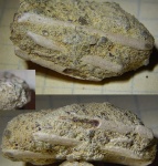 полые вроде косточки