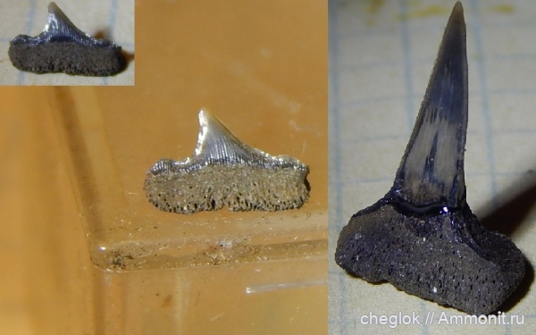 юра, волжский ярус, зубы акул, зубы рыб, Карамышевская набережная