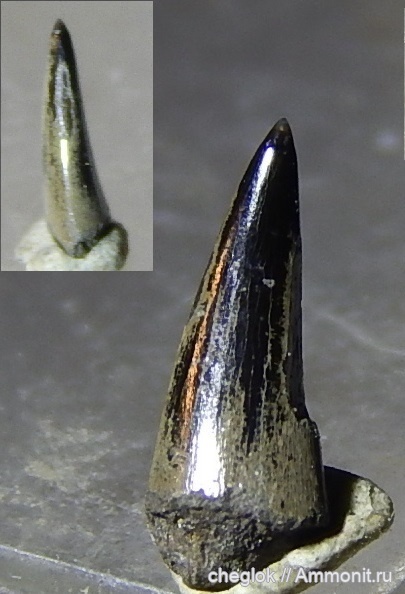 юра, волжский ярус, Капотня, зубы рыб, костные рыбы