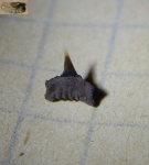 продолжение снежных купаний