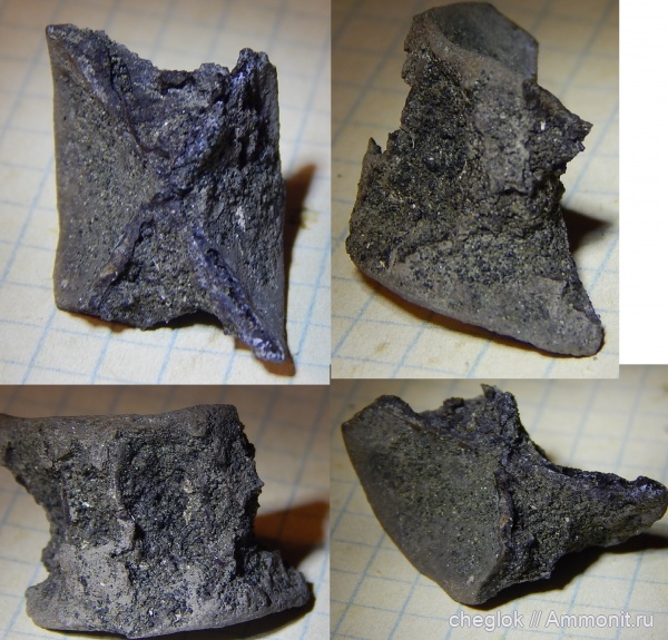 юра, рыбы, позвоночные, волжский ярус, позвонки