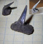 из зоны фульгенс